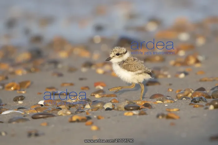 : Ringed plover (Charadrius hiaticula) juvenile baby chick wading bird walking on a beach in summer : Ringed plover (Charadrius hiaticula) juvenile baby chick wading bird walking on a beach in summer