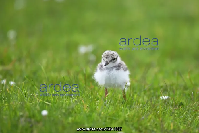 : Ringed Plover - chick : Ringed Plover - chick