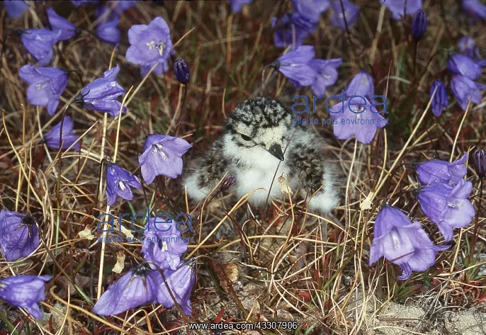 : RINGED PLOVER - chick in flowers : RINGED PLOVER - chick in flowers