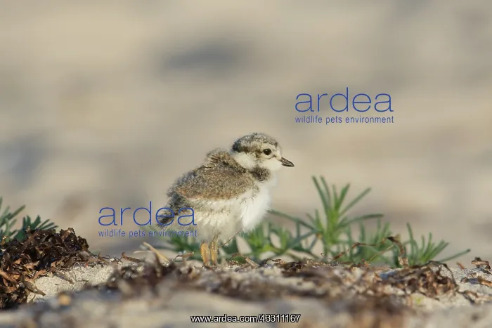 : Ringed Plover - chick - Germany : Ringed Plover - chick - Germany