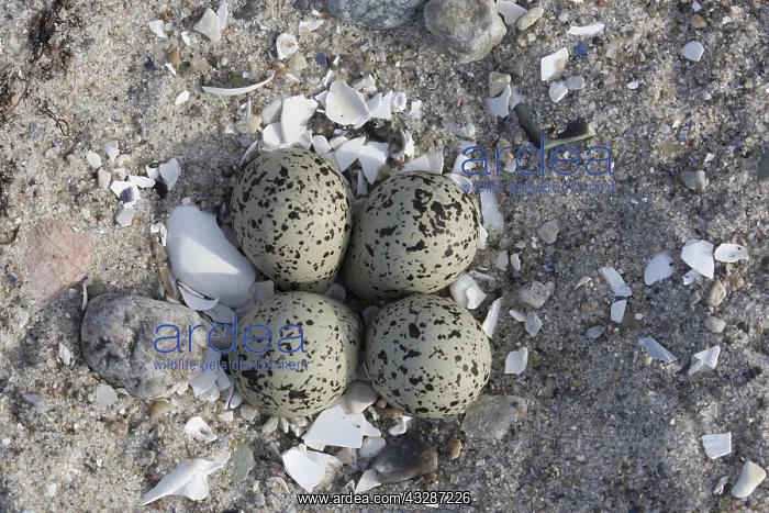 : Ringed Plover - clutch - Germany : Ringed Plover - clutch - Germany
