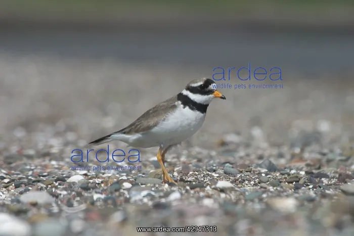 : Ringed Plover - At Corsethorn Beach : Ringed Plover - At Corsethorn Beach