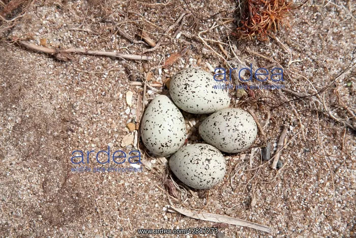 : Ringed Plover Eggs : Ringed Plover Eggs