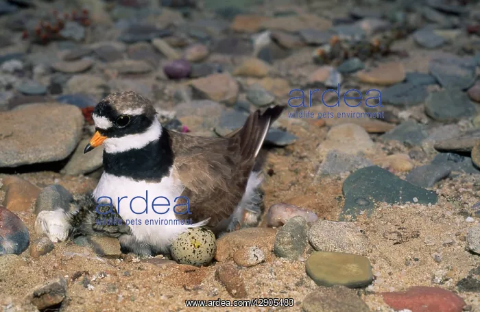 : Ringed Plover - on eggs & chicks : Ringed Plover - on eggs & chicks