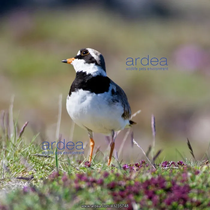 : Ringed Plover in flowered field near latrabjerg : Ringed Plover in flowered field near latrabjerg