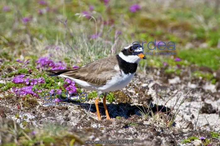 : Ringed Plover in flowered field near latrabjerg : Ringed Plover in flowered field near latrabjerg