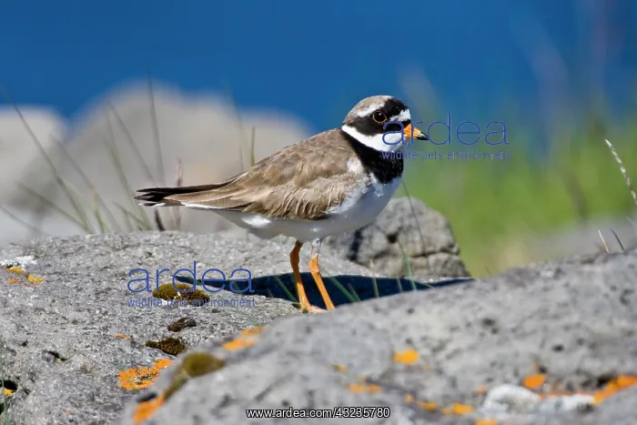 : Ringed Plover in flowered field near latrabjerg : Ringed Plover in flowered field near latrabjerg