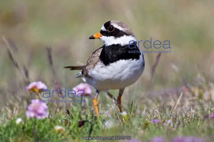 : Ringed Plover in flowered field near latrabjerg : Ringed Plover in flowered field near latrabjerg