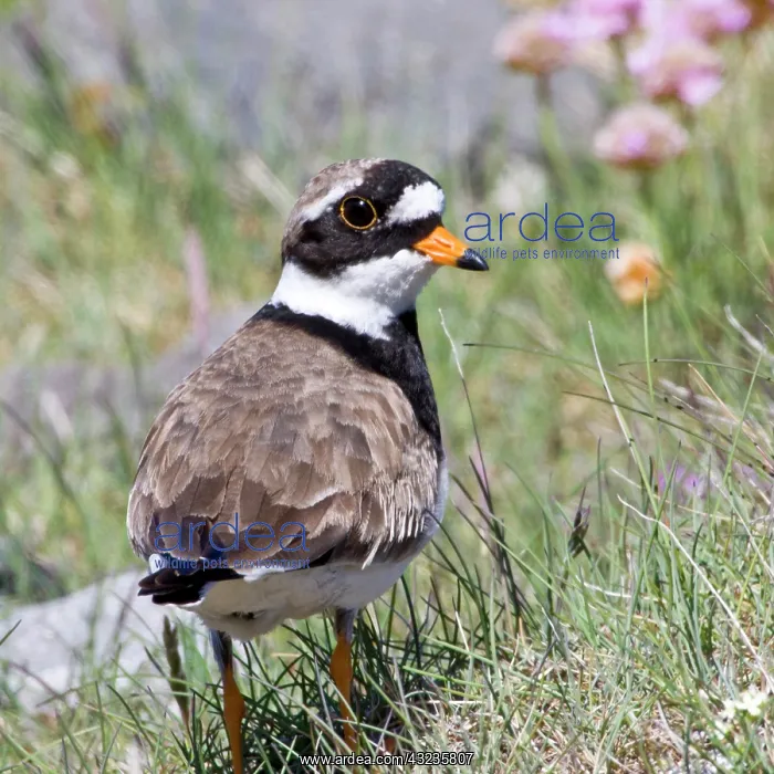 : Ringed Plover in flowered field near latrabjerg : Ringed Plover in flowered field near latrabjerg