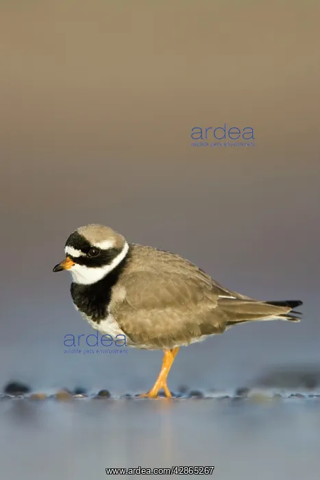 : Ringed Plover - Ground level view of adult bird : Ringed Plover - Ground level view of adult bird