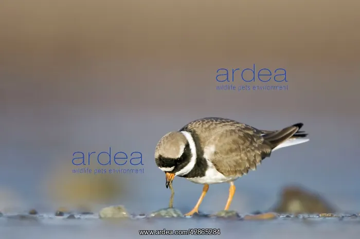 : Ringed Plover - Ground level view of adult bird : Ringed Plover - Ground level view of adult bird