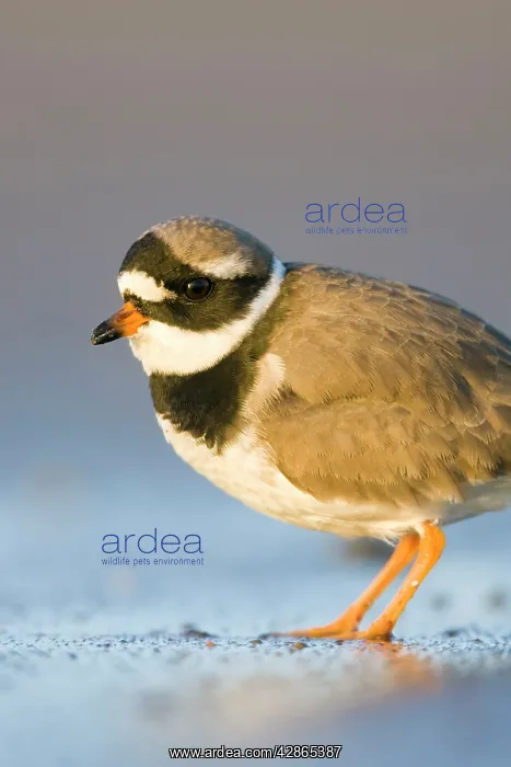 : Ringed Plover - Ground level view of adult bird : Ringed Plover - Ground level view of adult bird