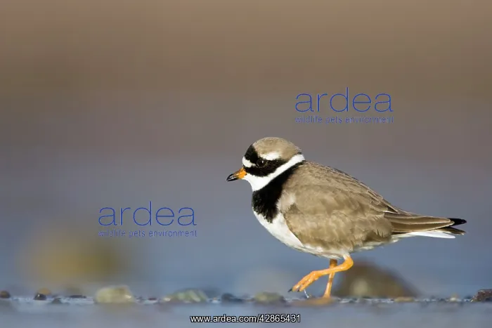 : Ringed Plover - Ground level view of adult bird : Ringed Plover - Ground level view of adult bird