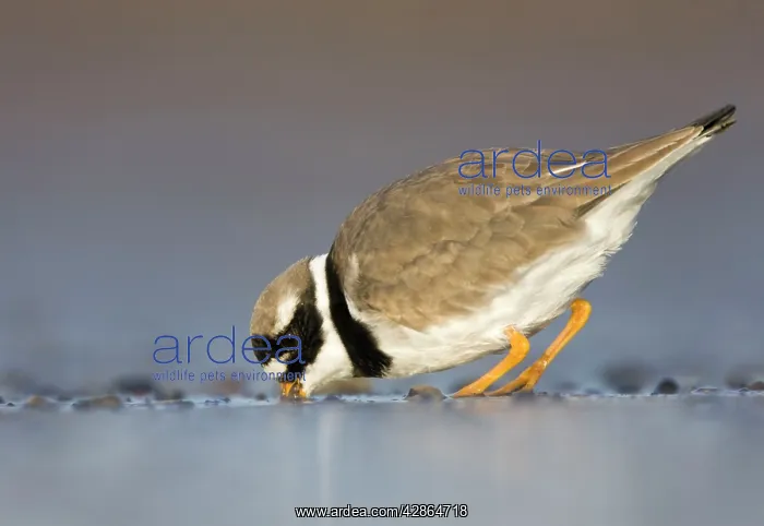 : Ringed Plover - Ground level view of adult bird feeding : Ringed Plover - Ground level view of adult bird feeding