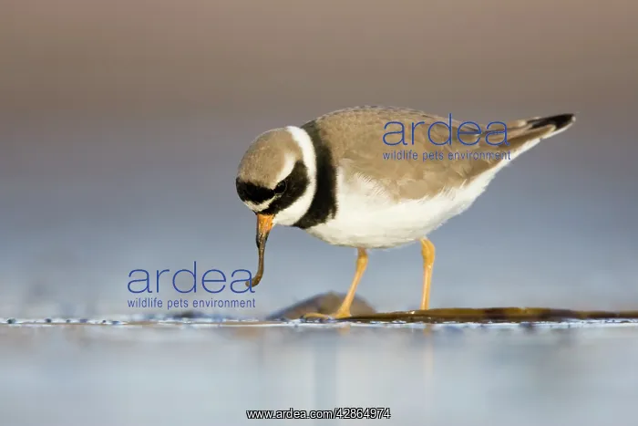 : Ringed Plover - Ground level view of adult feeding on a worm : Ringed Plover - Ground level view of adult feeding on a worm