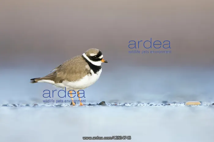 : Ringed Plover - Ground level view of adult in winter : Ringed Plover - Ground level view of adult in winter