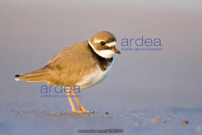 : Ringed Plover - Ground level view of immature bird : Ringed Plover - Ground level view of immature bird