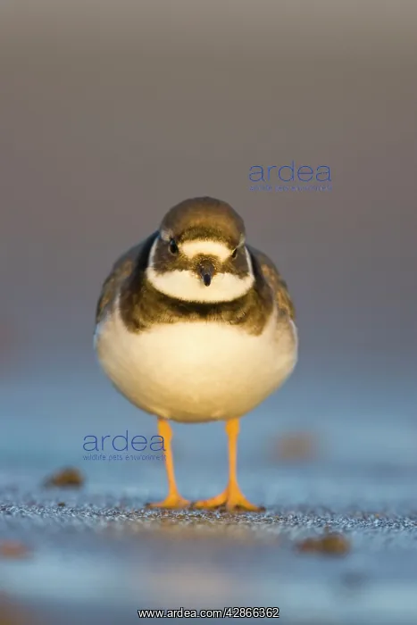 : Ringed Plover - Ground level view of immature bird : Ringed Plover - Ground level view of immature bird