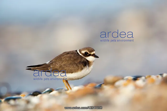 : Ringed Plover - juvenile bird : Ringed Plover - juvenile bird