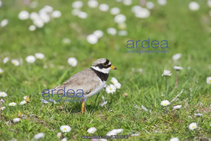 : Ringed Plover - On machair : Ringed Plover - On machair