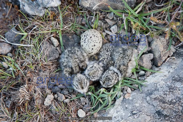 : Ringed Plover - nest with 3 newly hatched chicks and one egg : Ringed Plover - nest with 3 newly hatched chicks and one egg
