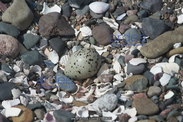 : Ringed Plover nest and egg : Ringed Plover nest and egg