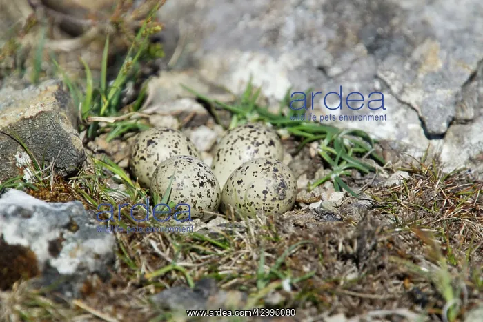 : Ringed Plover - nest with four eggs : Ringed Plover - nest with four eggs