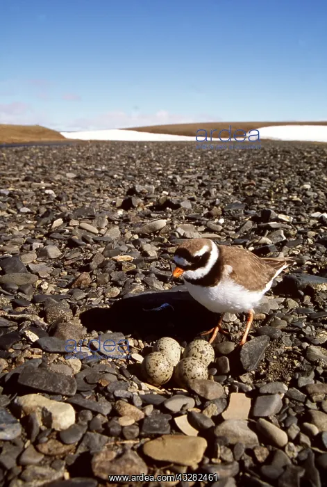 : RINGED PLOVER - at nest on river pebble beach, with eggs : RINGED PLOVER - at nest on river pebble beach, with eggs