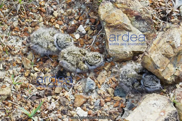 : Ringed Plover - three newborn chicks : Ringed Plover - three newborn chicks
