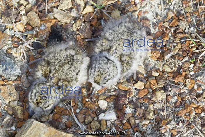 : Ringed Plover - two newborn chicks : Ringed Plover - two newborn chicks