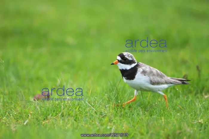: Ringed Plover - running : Ringed Plover - running