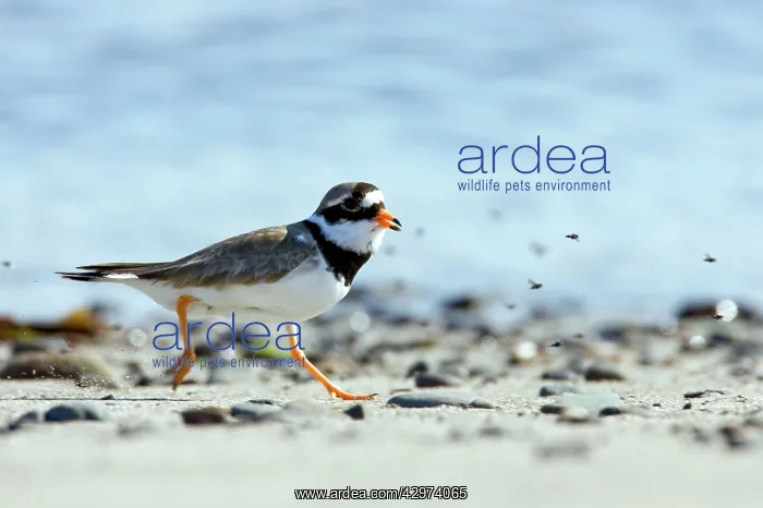 : Ringed Plover - Running along shore : Ringed Plover - Running along shore