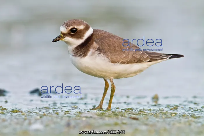 : Ringed Plover on shore : Ringed Plover on shore