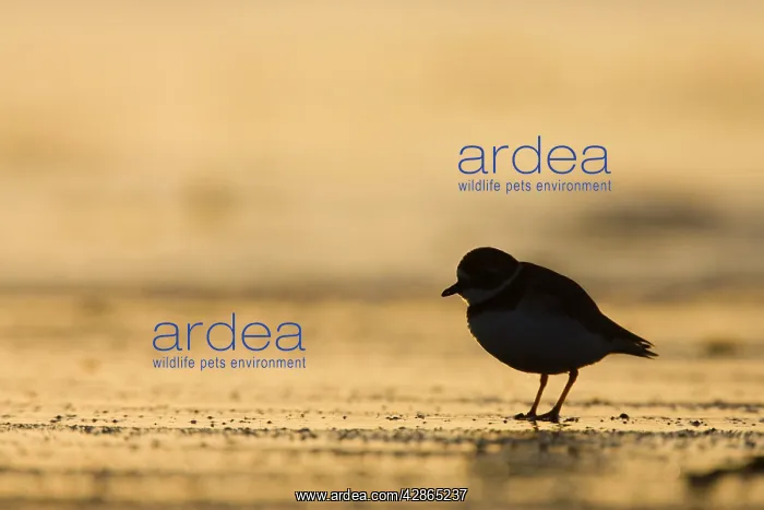 : Ringed Plover - Silhouette of bird in winter on sandy beach : Ringed Plover - Silhouette of bird in winter on sandy beach