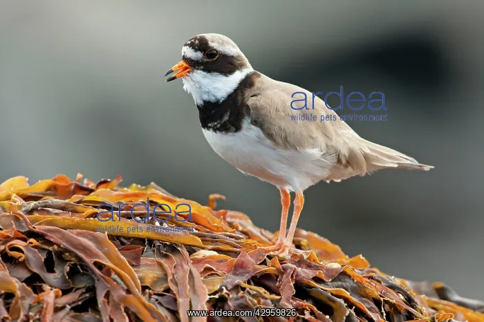 : Ringed Plover - Single adult calling from seaweed : Ringed Plover - Single adult calling from seaweed