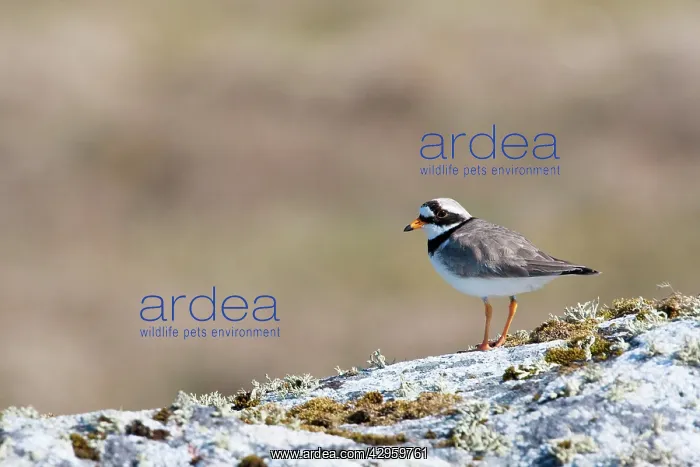 : Ringed Plover - Single adult perching on rock : Ringed Plover - Single adult perching on rock