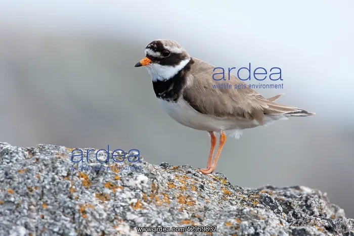 : Ringed Plover, - Single adult perching on rock : Ringed Plover, - Single adult perching on rock