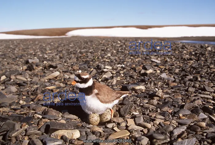 : RINGED PLOVER - sitting on nest : RINGED PLOVER - sitting on nest