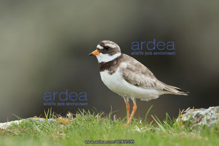 : Ringed Plover - standing amongst grass on cliffs edge : Ringed Plover - standing amongst grass on cliffs edge