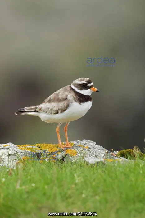 : Ringed plover - standing on Lichen covered rocks : Ringed plover - standing on Lichen covered rocks