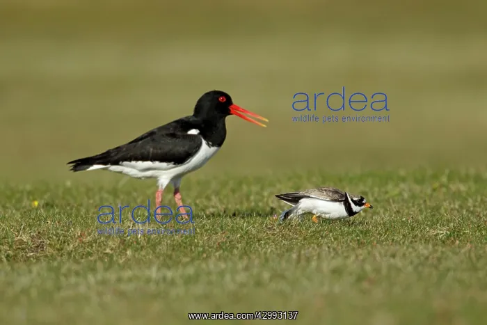  : Ringed Plover - trying to lure Oystercatcher (Haemotopus