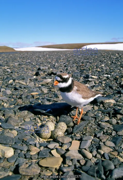 : RINGED PLOVER - typical nest in a pebble beach : RINGED PLOVER - typical nest in a pebble beach