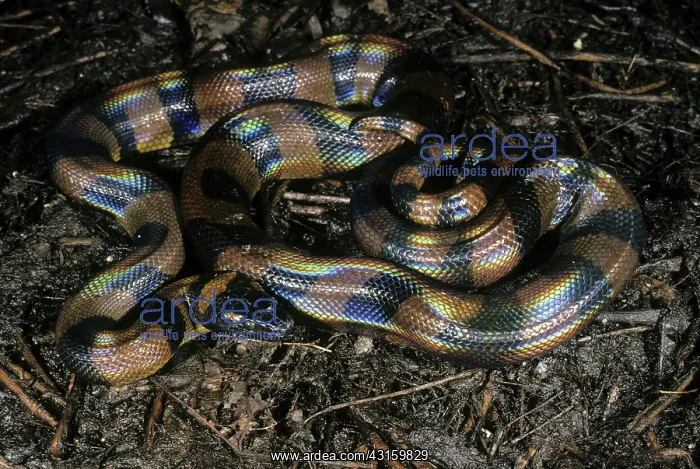 : Ringed Python : Ringed Python