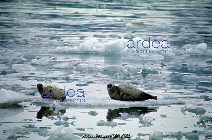  : RINGED SEAL