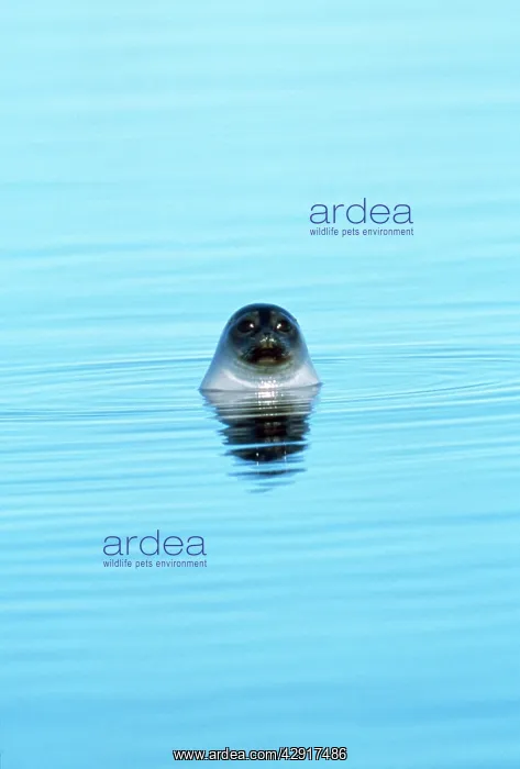 : Ringed Seal - head out of water : Ringed Seal - head out of water