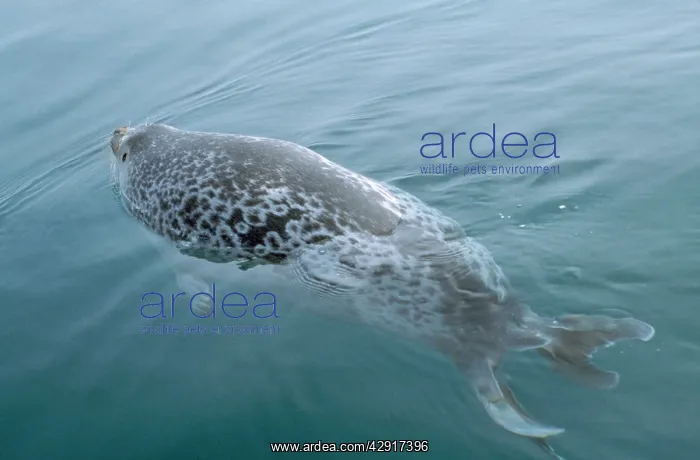 : Ringed Seal - in water : Ringed Seal - in water