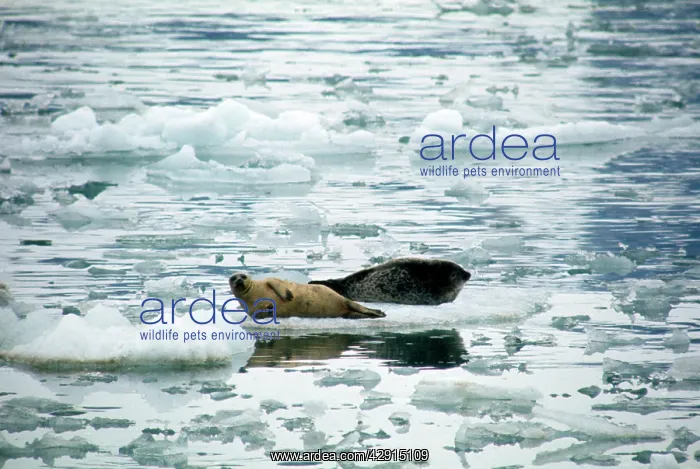  : Ringed SEAL x two on ice floe