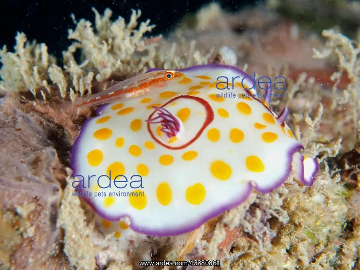 : Ringed star snail Star snail (Chromodoris annulata) : Ringed star snail Star snail (Chromodoris annulata)