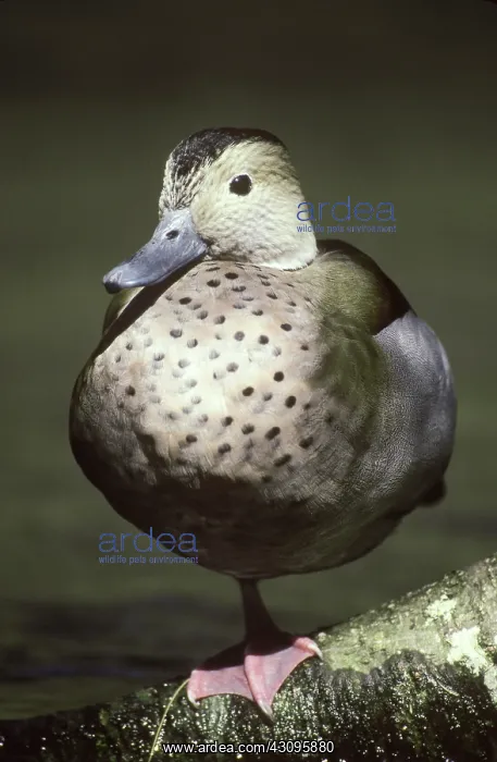 : Ringed Teal : Ringed Teal