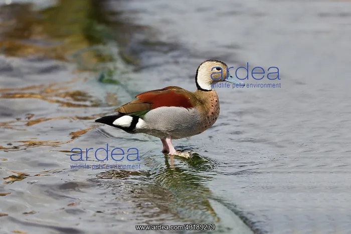 : Ringed Teal : Ringed Teal